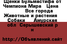 Щенки Бульмастифа от Чемпиона Мира › Цена ­ 1 000 - Все города Животные и растения » Собаки   . Амурская обл.,Серышевский р-н